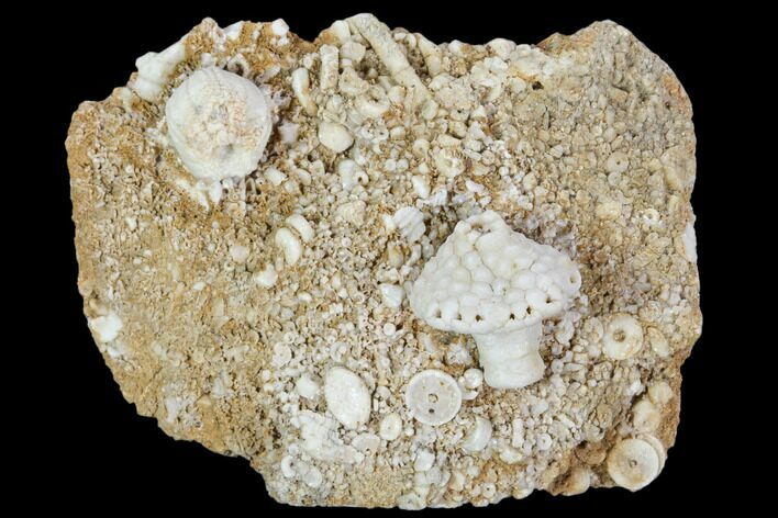 Fossil Crinoid and Blastoid Plate - Missouri #103504